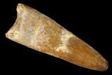 Large, Cretaceous Fossil Crocodile Tooth - Morocco #142153-1